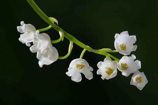Convallaria Majalis Bunga Bakung Lembah Lily Dari Lembah Ini Digunakan — Stok Foto