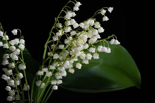 Convallaria Majalis Lis Vallée Lis Vallée Été Utilisé Lors Des — Photo