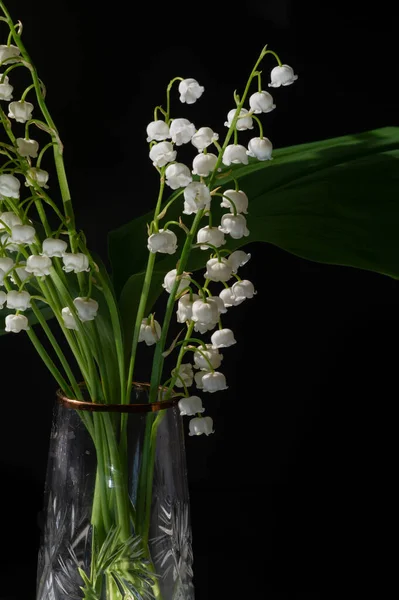 Convallaria Majalis Vadideki Zambak Zambak Çiçeği Düğünlerde Kullanıldı Çok Pahalı — Stok fotoğraf