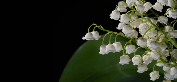 Convallaria Majalis Lírio Vale Lírio Vale Foi Usado Casamentos Pode — Fotografia de Stock