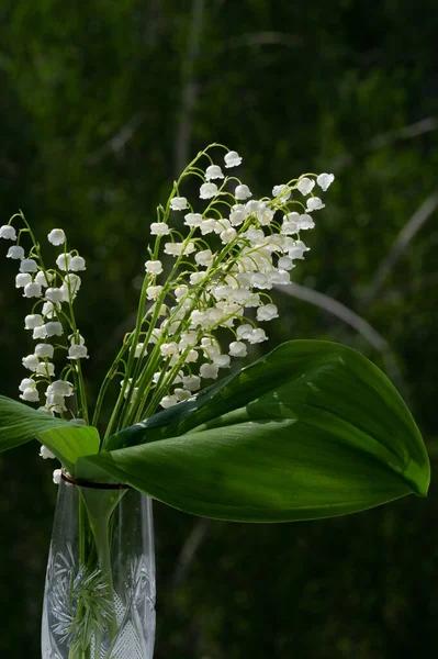 Convallaria Majalis Lis Vallée Lis Vallée Été Utilisé Lors Des — Photo