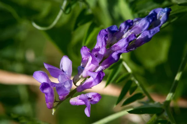 Lathyrus Odoratus Ist Eine Blühende Pflanze Der Gattung Chin Aus — Stockfoto
