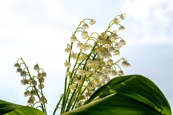 Convallaria Majalis Lilia Doliny Lilia Doliny Był Używany Wesela Może — Zdjęcie stockowe