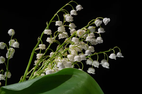 Convallaria Majalis Lelie Van Het Dal Lelie Van Het Dal — Stockfoto