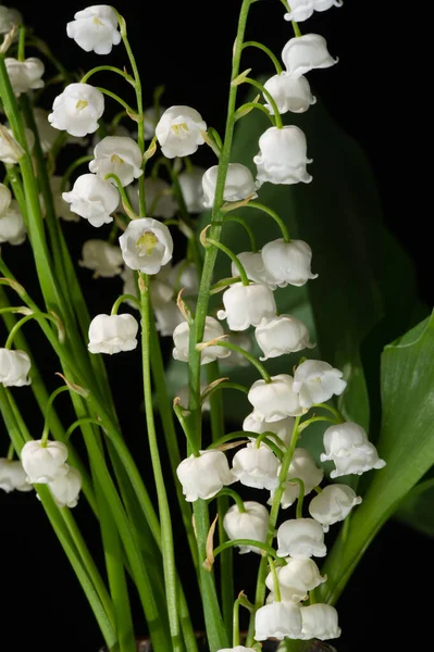 Convallaria Majalis Lírio Vale Lírio Vale Foi Usado Casamentos Pode — Fotografia de Stock