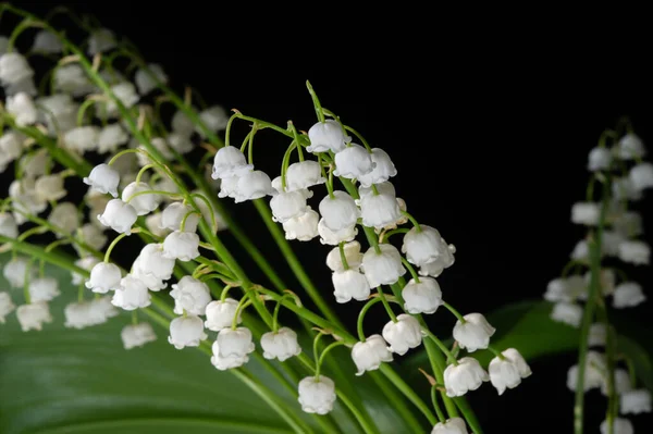 Convallaria Majalis Liljekonvalj Liljekonvalj Användes Vid Bröllop Och Kan Vara — Stockfoto