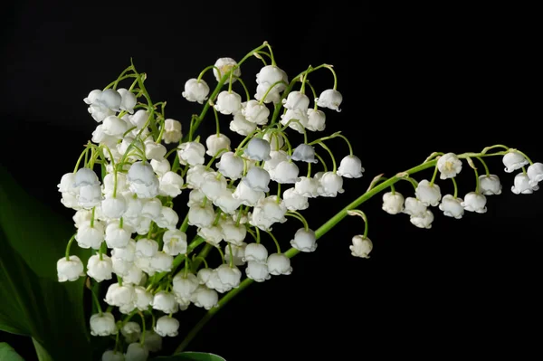 Convallaria Majalis Lis Vallée Lis Vallée Été Utilisé Lors Des — Photo