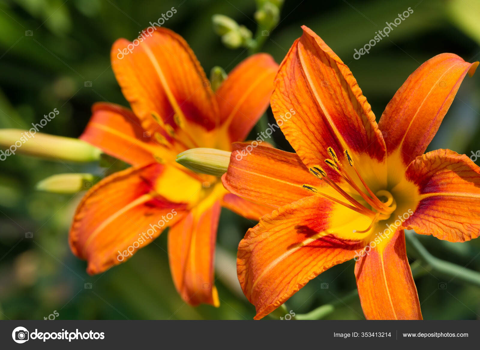 Quelles sont les plantes herbacées ?