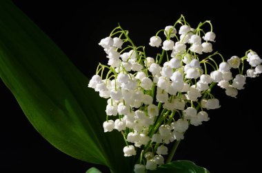 Convallaria majalis (vadideki zambak), zambak çiçeği düğünlerde kullanıldı ve çok pahalı olabilir. Uluslararası İşçi Bayramı 'nda vadi zambağı satmak Fransa' da bir gelenek haline geldi.