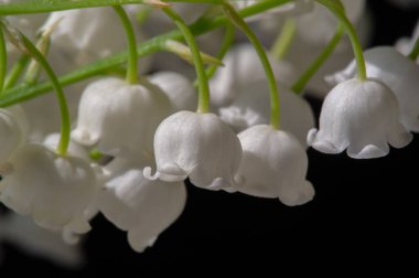 Convallaria majalis (vadideki zambak), zambak çiçeği düğünlerde kullanıldı ve çok pahalı olabilir. Uluslararası İşçi Bayramı 'nda vadi zambağı satmak Fransa' da bir gelenek haline geldi.