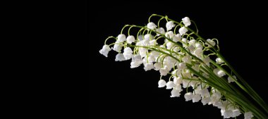 Convallaria majalis (vadideki zambak), zambak çiçeği düğünlerde kullanıldı ve çok pahalı olabilir. Uluslararası İşçi Bayramı 'nda vadi zambağı satmak Fransa' da bir gelenek haline geldi.