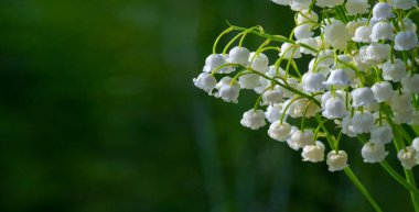 Convallaria majalis (vadideki zambak), zambak çiçeği düğünlerde kullanıldı ve çok pahalı olabilir. Uluslararası İşçi Bayramı 'nda vadi zambağı satmak Fransa' da bir gelenek haline geldi.