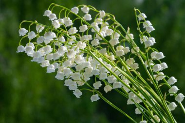 Convallaria majalis (vadideki zambak), zambak çiçeği düğünlerde kullanıldı ve çok pahalı olabilir. Uluslararası İşçi Bayramı 'nda vadi zambağı satmak Fransa' da bir gelenek haline geldi.