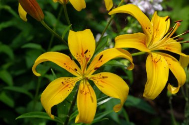 Lilium sevdiklerine duyduğun sevgi, coşku ve sevgiyi temsil ederken, turuncu zambaklar mutluluk ve sıcaklığı simgeliyor. Lilium longiflorum, Paskalya zambağı, Paskalya 'nın bir sembolüdür.