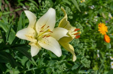 Lilium sevdiklerine duyduğun sevgi, coşku ve sevgiyi temsil ederken, turuncu zambaklar mutluluk ve sıcaklığı simgeliyor. Lilium longiflorum, Paskalya zambağı, Paskalya 'nın bir sembolüdür.