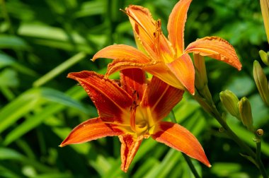 Lilium lancifolium - Çin, Japonya, Kore ve Rusya 'nın uzak doğusunda yetişiyor. Kuzey Amerika 'nın doğusunda pek çok dağınık yerde vatandaşlığa getirilen turuncu-siyah çiçeklerden oluşan süs bitkisi.