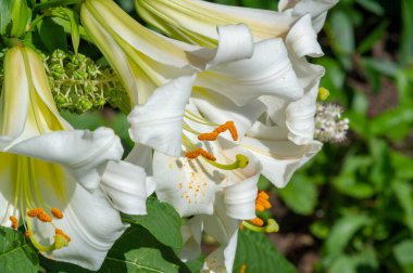 Lilium sevdiklerine duyduğun sevgi, coşku ve sevgiyi temsil ederken, turuncu zambaklar mutluluk ve sıcaklığı simgeliyor. Lilium longiflorum, Paskalya zambağı, Paskalya 'nın bir sembolüdür.