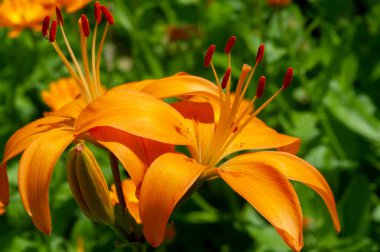 Lilium sevdiklerine duyduğun sevgi, coşku ve sevgiyi temsil ederken, turuncu zambaklar mutluluk ve sıcaklığı simgeliyor. Lilium longiflorum, Paskalya zambağı, Paskalya 'nın bir sembolüdür.