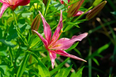 Lilium sevdiklerine duyduğun sevgi, coşku ve sevgiyi temsil ederken, turuncu zambaklar mutluluk ve sıcaklığı simgeliyor. Lilium longiflorum, Paskalya zambağı, Paskalya 'nın bir sembolüdür.