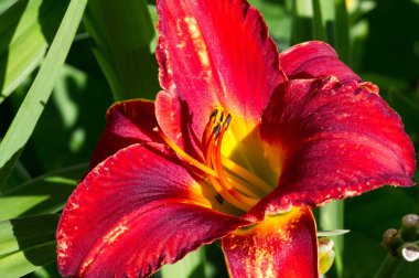 Lilium üyeleri gerçek zambaklar, büyük, belirgin çiçekleri olan, ampullerden büyüyen bir bitki cinsidir. Zambaklar önemli bir çiçek açan bitkidir.