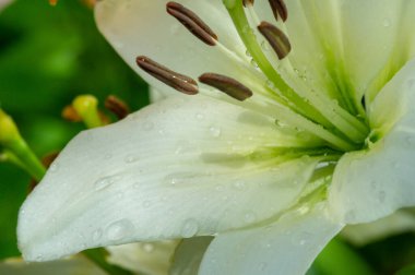 Lilium sevdiklerine duyduğun sevgi, coşku ve sevgiyi temsil ederken, turuncu zambaklar mutluluk ve sıcaklığı simgeliyor. Lilium longiflorum, Paskalya zambağı, Paskalya 'nın bir sembolüdür.