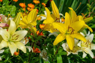 Lilium sevdiklerine duyduğun sevgi, coşku ve sevgiyi temsil ederken, turuncu zambaklar mutluluk ve sıcaklığı simgeliyor. Lilium longiflorum, Paskalya zambağı, Paskalya 'nın bir sembolüdür.