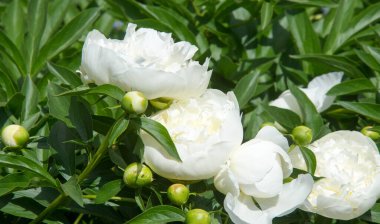 Şakayıklar, gösterişli çiçekleri için uzun zamandır yetiştirilen kuzey ılıman bölgelerin bitkisel veya çalısı bitkileridir..