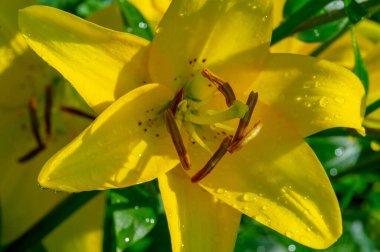 Lilium sevdiklerine duyduğun sevgi, coşku ve sevgiyi temsil ederken, turuncu zambaklar mutluluk ve sıcaklığı simgeliyor. Lilium longiflorum, Paskalya zambağı, Paskalya 'nın bir sembolüdür.