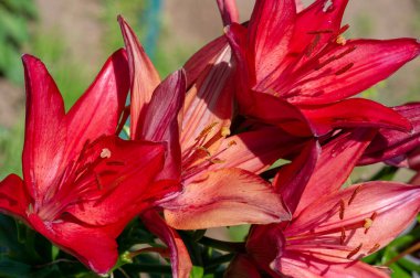 Lilium sevdiklerine duyduğun sevgi, coşku ve sevgiyi temsil ederken, turuncu zambaklar mutluluk ve sıcaklığı simgeliyor. Lilium longiflorum, Paskalya zambağı, Paskalya 'nın bir sembolüdür.