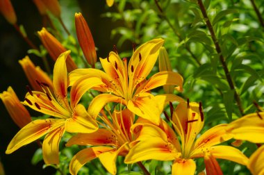 Lilium sevdiklerine duyduğun sevgi, coşku ve sevgiyi temsil ederken, turuncu zambaklar mutluluk ve sıcaklığı simgeliyor. Lilium longiflorum, Paskalya zambağı, Paskalya 'nın bir sembolüdür.