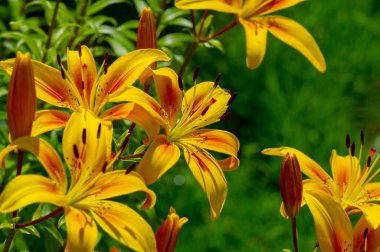 Lilium sevdiklerine duyduğun sevgi, coşku ve sevgiyi temsil ederken, turuncu zambaklar mutluluk ve sıcaklığı simgeliyor. Lilium longiflorum, Paskalya zambağı, Paskalya 'nın bir sembolüdür.