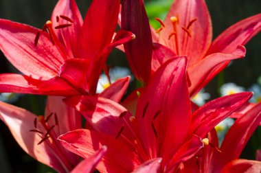 Lilium sevdiklerine duyduğun sevgi, coşku ve sevgiyi temsil ederken, turuncu zambaklar mutluluk ve sıcaklığı simgeliyor. Lilium longiflorum, Paskalya zambağı, Paskalya 'nın bir sembolüdür.