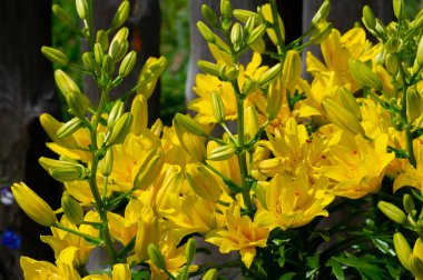Lilium sevdiklerine duyduğun sevgi, coşku ve sevgiyi temsil ederken, turuncu zambaklar mutluluk ve sıcaklığı simgeliyor. Lilium longiflorum, Paskalya zambağı, Paskalya 'nın bir sembolüdür.