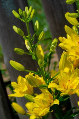 Lilium sevdiklerine duyduğun sevgi, coşku ve sevgiyi temsil ederken, turuncu zambaklar mutluluk ve sıcaklığı simgeliyor. Lilium longiflorum, Paskalya zambağı, Paskalya 'nın bir sembolüdür.