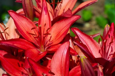 Lilium sevdiklerine duyduğun sevgi, coşku ve sevgiyi temsil ederken, turuncu zambaklar mutluluk ve sıcaklığı simgeliyor. Lilium longiflorum, Paskalya zambağı, Paskalya 'nın bir sembolüdür.