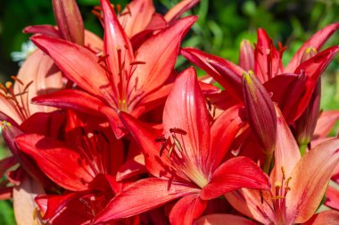 Lilium sevdiklerine duyduğun sevgi, coşku ve sevgiyi temsil ederken, turuncu zambaklar mutluluk ve sıcaklığı simgeliyor. Lilium longiflorum, Paskalya zambağı, Paskalya 'nın bir sembolüdür.