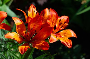 Lilium lancifolium - Çin, Japonya, Kore ve Rusya 'nın uzak doğusunda yetişiyor. Kuzey Amerika 'nın doğusunda pek çok dağınık yerde vatandaşlığa getirilen turuncu-siyah çiçeklerden oluşan süs bitkisi.