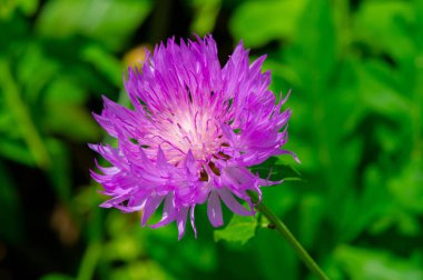 Centaurea siyanus, genellikle çiçek çiçeği ya da bekarlar için düğme olarak bilinir, yemek mavisi pigment dekorasyonunda kullanılır. Mısır çiçekleri genellikle bazı çay karışımlarında ve bitkisel çaylarda malzeme olarak kullanılır..