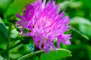 Centaurea siyanus, genellikle çiçek çiçeği ya da bekarlar için düğme olarak bilinir, yemek mavisi pigment dekorasyonunda kullanılır. Mısır çiçekleri genellikle bazı çay karışımlarında ve bitkisel çaylarda malzeme olarak kullanılır..