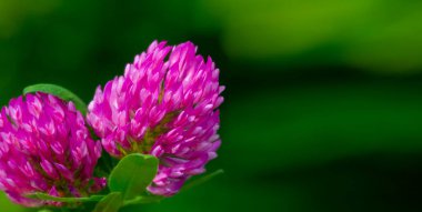 Birçok türün yonca veya yoncaları Güney Amerika ve Afrika 'da bulunur, başları veya kalın sivri uçlu küçük kırmızı, mor, beyaz veya sarı yonca veya Calvary yoncaları.