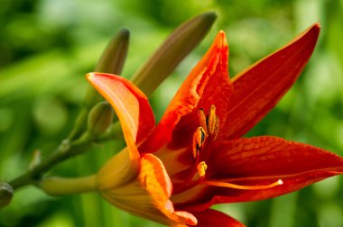 Lilium üyeleri gerçek zambaklar, büyük, belirgin çiçekleri olan, ampullerden büyüyen bir bitki cinsidir. Zambaklar önemli bir çiçek açan bitkidir. 