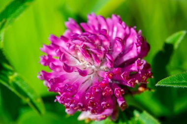 Birçok türün yonca veya yoncaları Güney Amerika ve Afrika 'da bulunur, başları veya kalın sivri uçlu küçük kırmızı, mor, beyaz veya sarı yonca veya Calvary yoncaları.