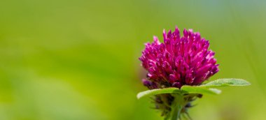 Birçok türün yonca veya yoncaları Güney Amerika ve Afrika 'da bulunur, başları veya kalın sivri uçlu küçük kırmızı, mor, beyaz veya sarı yonca veya Calvary yoncaları.