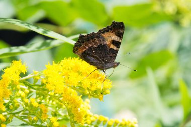 flower of Solidago commonly called goldenrods comes from North America including Mexico native to South America and Eurasia Butterfly Vanessa atalanta the red admiral or previously the red admirable clipart