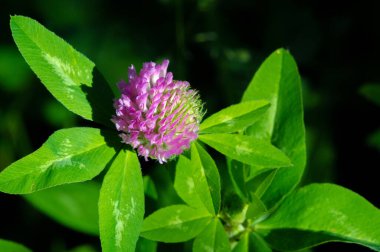 Birçok türün yonca veya yoncaları Güney Amerika ve Afrika 'da bulunur, başları veya kalın sivri uçlu küçük kırmızı, mor, beyaz veya sarı yonca veya Calvary yoncaları.