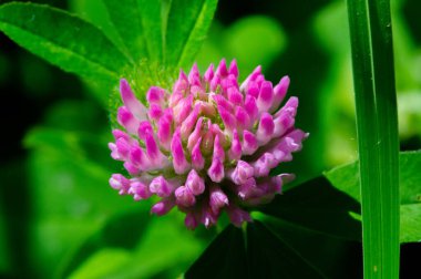Birçok türün yonca veya yoncaları Güney Amerika ve Afrika 'da bulunur, başları veya kalın sivri uçlu küçük kırmızı, mor, beyaz veya sarı yonca veya Calvary yoncaları.