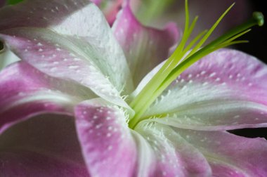 Zambak zambakları Lily - Çiçekler büyük, genellikle hoş kokulu ve beyaz, sarı, portakal, pembe, kırmızı ve mor gibi çok çeşitli renklerde sunulurlar. İşaretleme noktalar ve fırça darbelerini içerir.