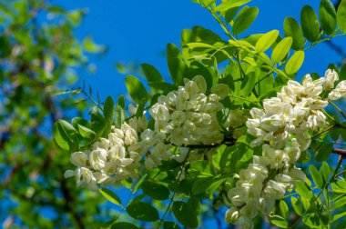 Robinia psödoacia, Robinieae kabilesine ait siyah bir çekirge. Amerika Birleşik Devletleri 'nin diğer ılıman Kuzey Amerika ve Avrupa' da vatandaşlık alan bölgelerine endemiktir., 