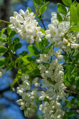 Robinia psödoacia, Robinieae kabilesine ait siyah bir çekirge. Amerika Birleşik Devletleri 'nin diğer ılıman Kuzey Amerika ve Avrupa' da vatandaşlık alan bölgelerine endemiktir., 