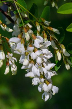 Robinia psödoacia, Robinieae kabilesine ait siyah bir çekirge. Amerika Birleşik Devletleri 'nin diğer ılıman Kuzey Amerika ve Avrupa' da vatandaşlık alan bölgelerine endemiktir., 